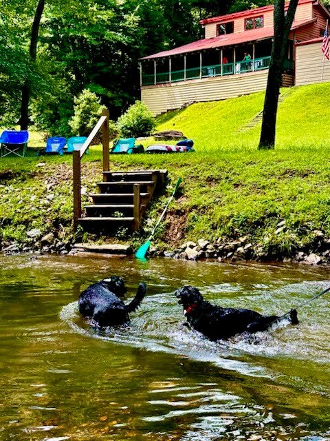 Dogs in the Toccoa River at Toccoa Currents cabins