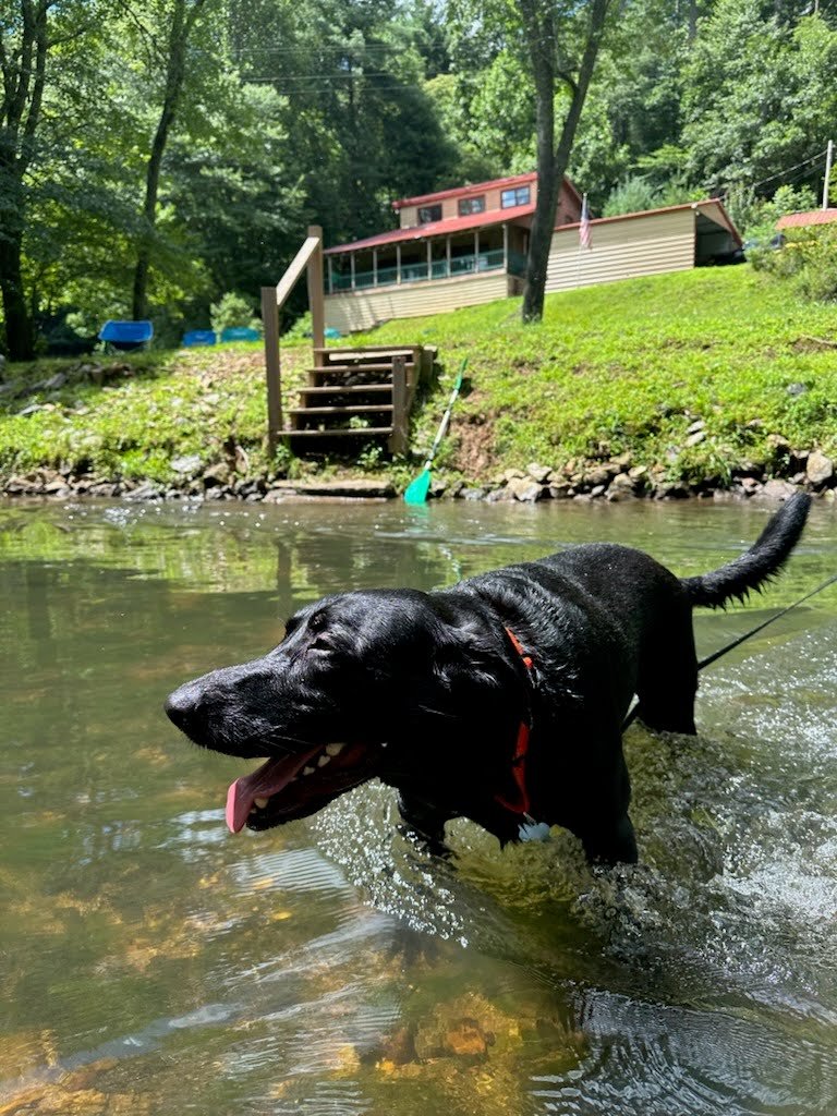 Dog wading in the Toccoa River at Headwaters cabin in Suches, GA