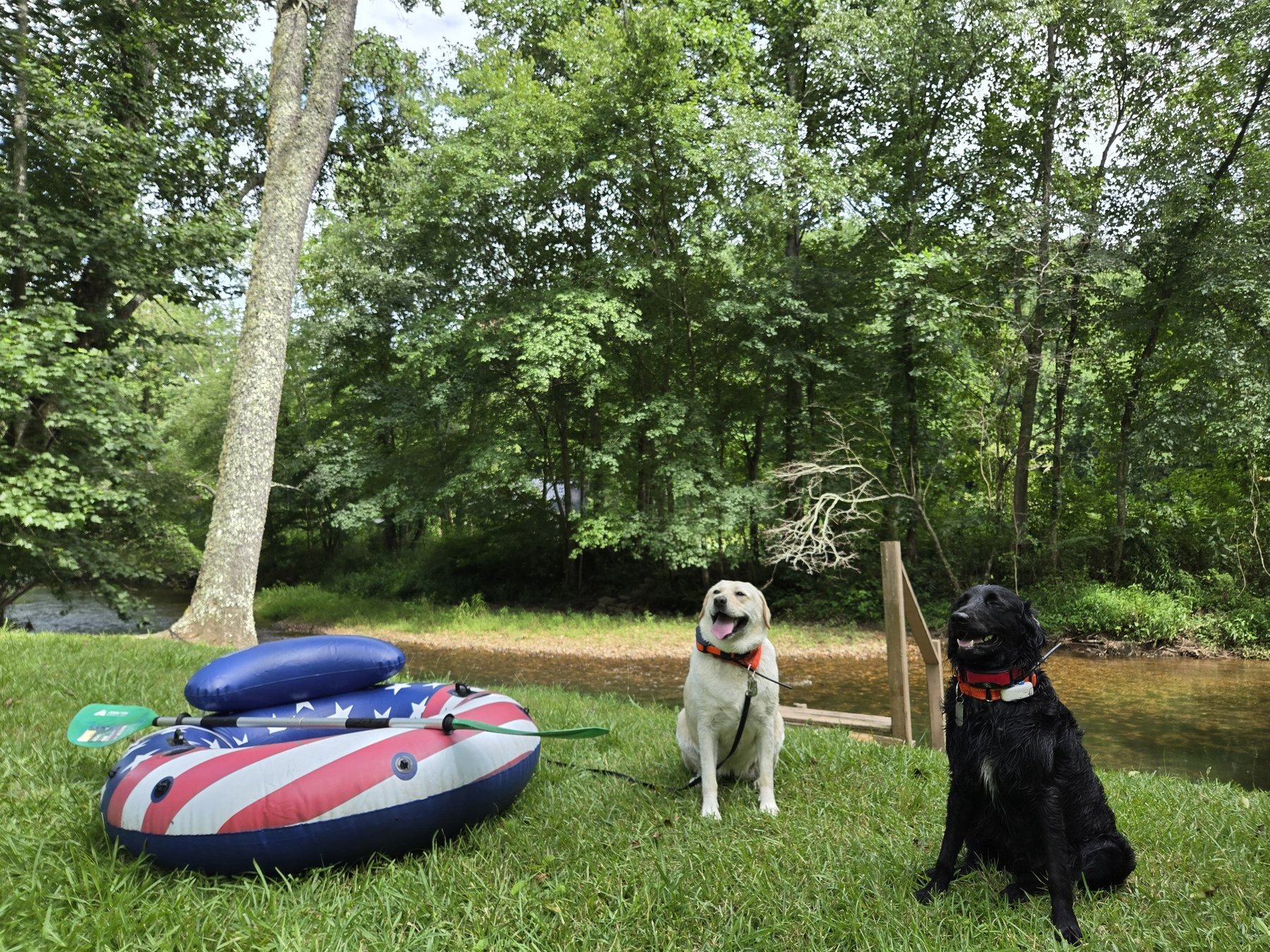 Dogs in the yard by the Toccoa River at Toccoa Currents cabins in Suches GA