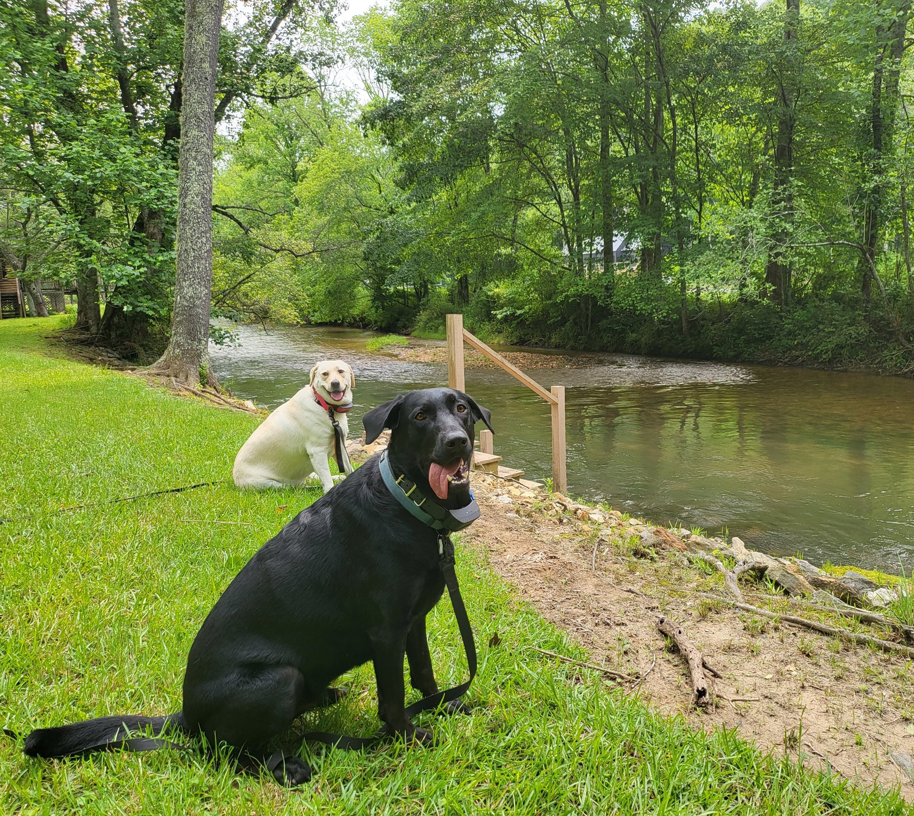 Dogs by the Toccoa River at our cabins in Suches, GA