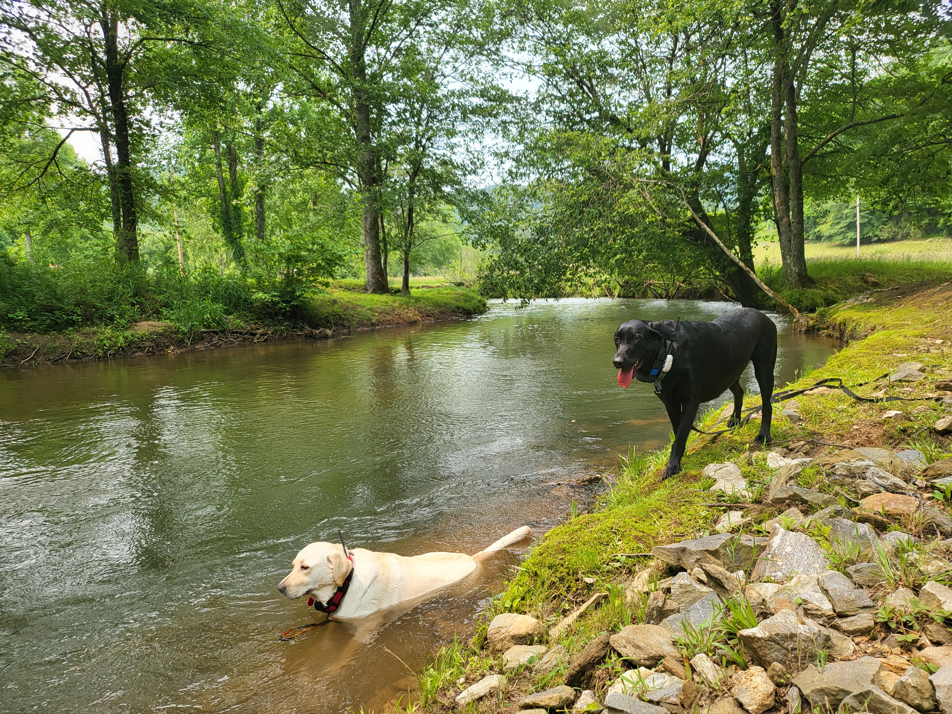 Dogs splashing in the Toccoa River
