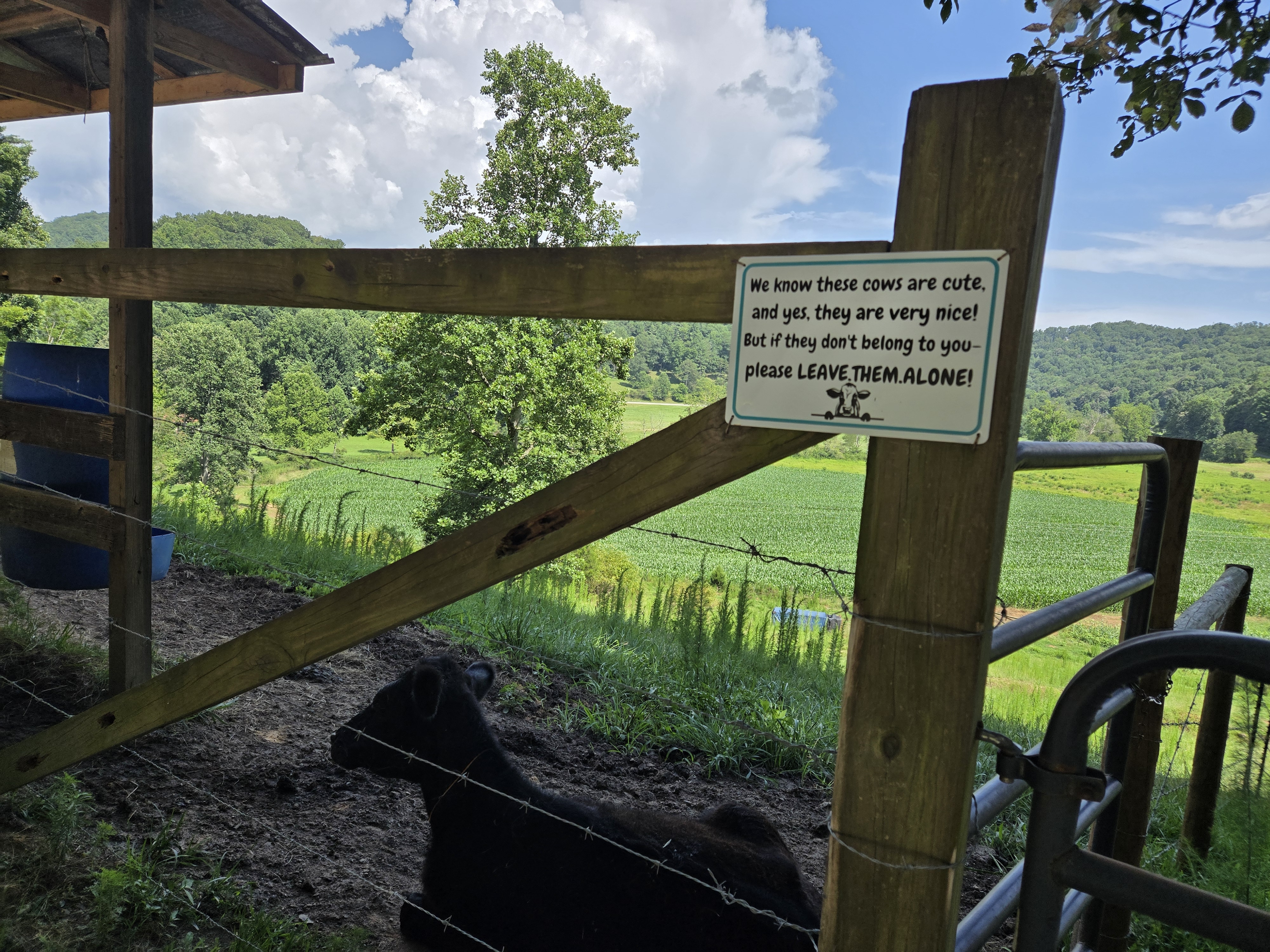 Black cow resting below the leave them alone sign at a neighbor's farm in Suches GA