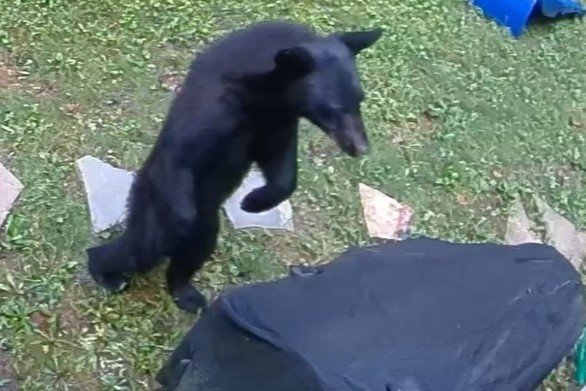 Black bear at Toccoa Currents cabins in Suches, GA